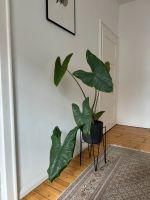 Alocasia Zebrina Pflanze • Elefantenohr • groß Hannover - Südstadt-Bult Vorschau