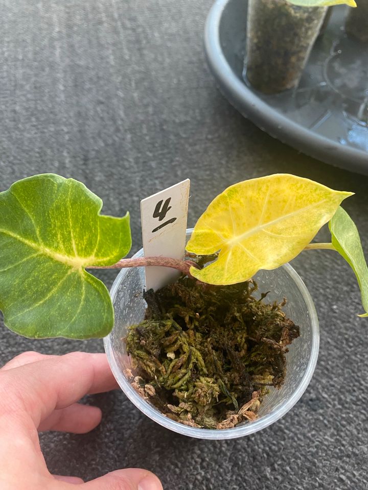 Alocasia New Guinea Gold yellow variegata aurea in Berlin