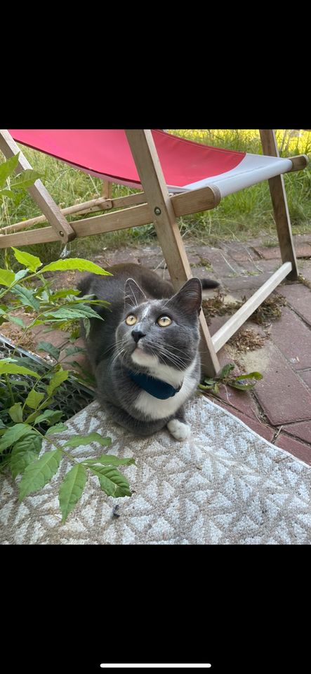 Kater Verschwunden ( Finderlohn)❗️ in Oldenburg