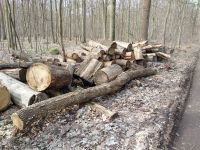 Brennholz Rundholz Kaminholz Pfahlholz frei Waldweg Mecklenburg-Vorpommern - Krusenfelde Vorschau