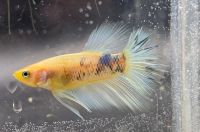 Teenager: Halfmoon Betta Kampffisch Multicolour Dragon Niedersachsen - Salzhausen Vorschau