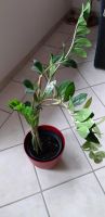 Zimmerpflanze Zamioculcas Nordrhein-Westfalen - Attendorn Vorschau