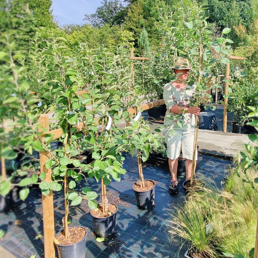 Frühjahr beste Pflanzzeit für Obstgehölze, Hecke, Bäume, Stauden in Friesenhagen