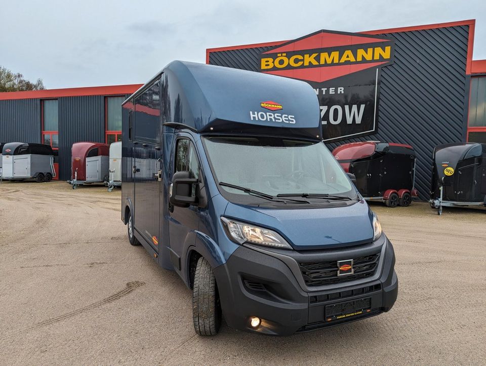 Böckmann Pferde LKW Fiat Ducato Maxi Compact Stall Neufahrzeug in Bützow