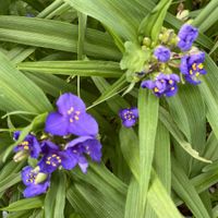 Blumen Staude Dreimaster  lila Brandenburg - Neuenhagen Vorschau