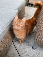 Vermisst, Entlaufen, Katze/Kater rot getigert Nordrhein-Westfalen - Velbert Vorschau