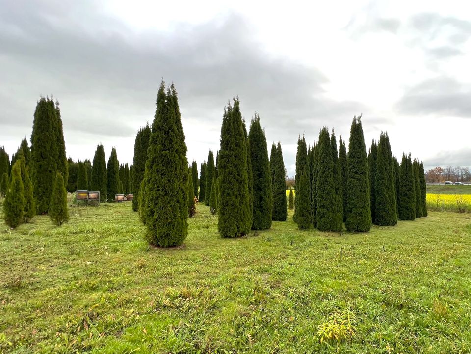 Lebensbaum Thuja occidentalis 'Smaragd' 300-350 cm | Bayernhecke` in Ingoldingen