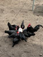 Zuchtstamm 1,3 Zwerg-Augsburger Hühner abzugeben Hessen - Babenhausen Vorschau