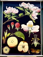 Biologische Wandtafel / Vintage Poster "Apfelbaum" Schleswig-Holstein - Henstedt-Ulzburg Vorschau