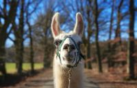 Lamawanderung (Alpaka), Ponyreiten, Natur erleben für Groß&Klein Mecklenburg-Vorpommern - Greven Vorschau