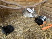 Deutsche Riesen Mixe / Hasen Niedersachsen - Halle (Holzminden) Vorschau