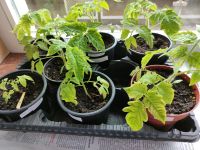 Tomatenpflanzen Sorte San Marzano Hessen - Bad Sooden-Allendorf Vorschau