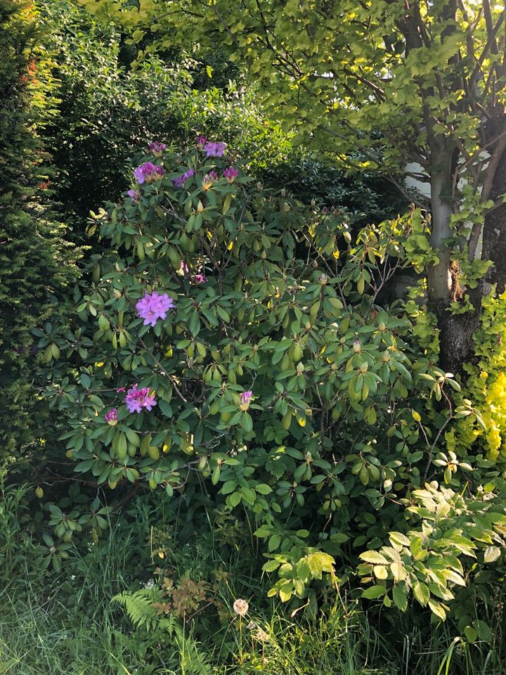 Diverse Zypressen, Thuja, Rhododendron zu verschenken in Oer-Erkenschwick