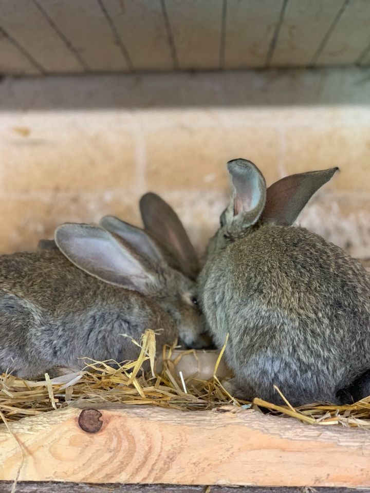 Junge kaninchen in Großheide