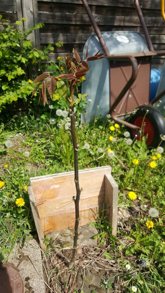 Walnussbaum Setzlinge Ableger kleine Bäumchen jetzt im Frühjahr in Siegburg