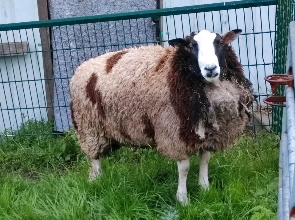 Bonte Schapen Bock in Ennepetal