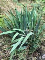 Garten-Yuccas Yucca Palmlilie zu verkaufen 5€ Niedersachsen - Langwedel Vorschau