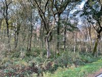 Wald Nutzwald Waldgrundstücl Schleswig-Holstein - Stafstedt Vorschau