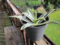 Agave, Agave americana variegata, Kaktus Nordrhein-Westfalen - Kamp-Lintfort Vorschau