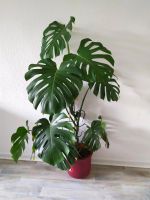 Monstera Deliciosa Brandenburg - Templin Vorschau