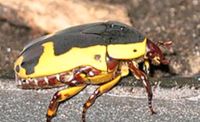 pachnoda sinuata flaviventris rosen käfer Hessen - Hessisch Lichtenau Vorschau