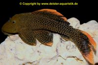 L600/LDA07 Pseudacanthicus leopardus Niedersachsen - Barsinghausen Vorschau
