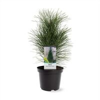 EXKLUSIV: Säulen-Schwarzkiefer Pinus nigra 'Green Tower' 50-60cm Nordrhein-Westfalen - Nordkirchen Vorschau