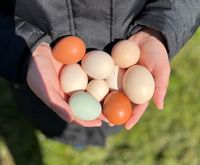 Frische Hühner Eier Rheinland-Pfalz - Imsweiler Vorschau