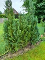 Thuja - Lebensbaum Niedersachsen - Grasberg Vorschau