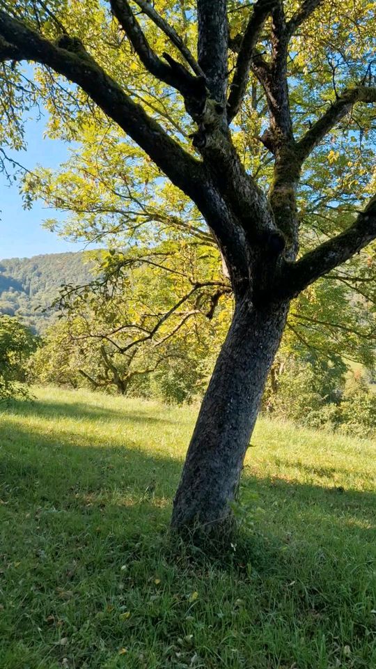 Wiese / Freizeitgrundstück in Bad Überkingen in Geislingen an der Steige