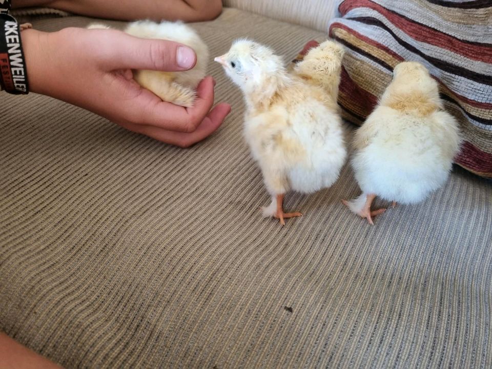 Küken von Sundheimer Hühnern Huhn Hühnerküken Eintagsküken in Neukirch