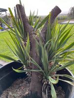 winterharte Yucca Recurvifolia - Palmlilie Stamm Bayern - Igensdorf Vorschau