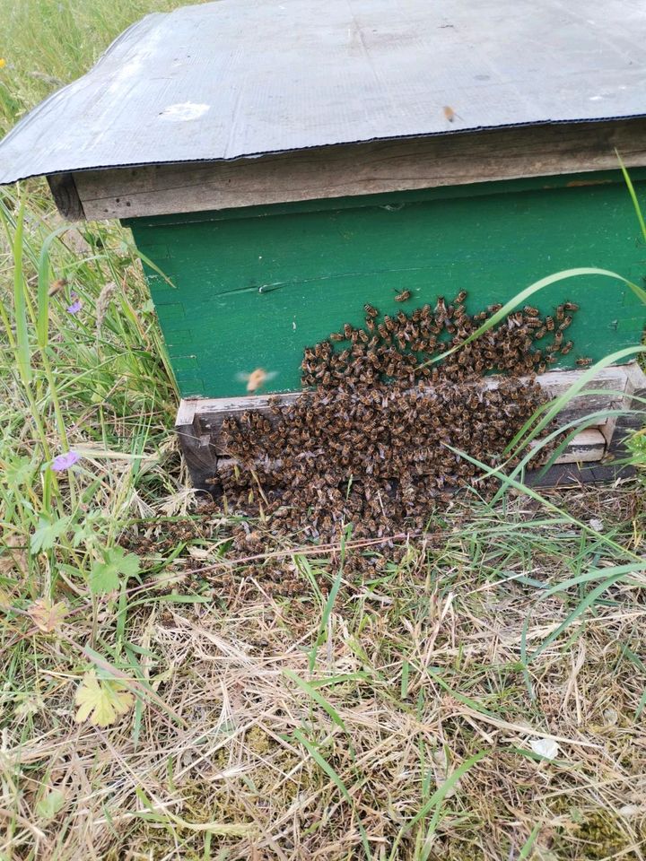 Bienenschwarm in Celle