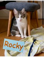 ♥️ Hi ich bin Rocky und suche ein Zuhause ♥️ Kr. Landshut - Furth Vorschau