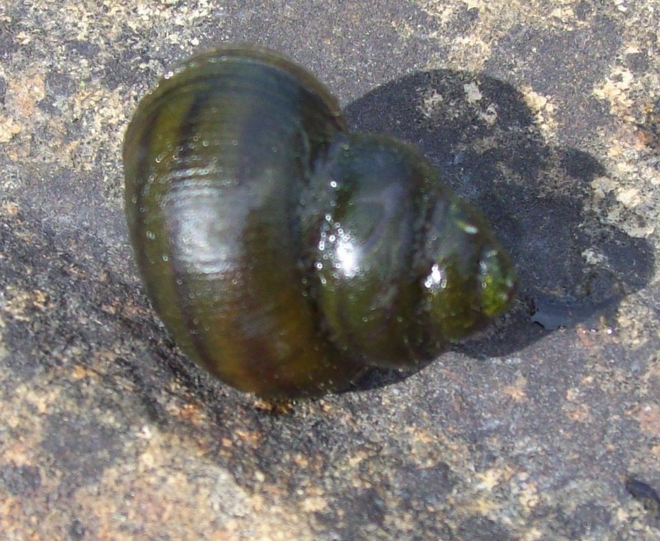 Sumpfdeckelschnecken gegen Algen Teichschnecken in Bassum