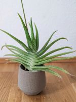 Große Aloe Vera Pflanze (Zimmerpflanze) Bayern - Erlangen Vorschau