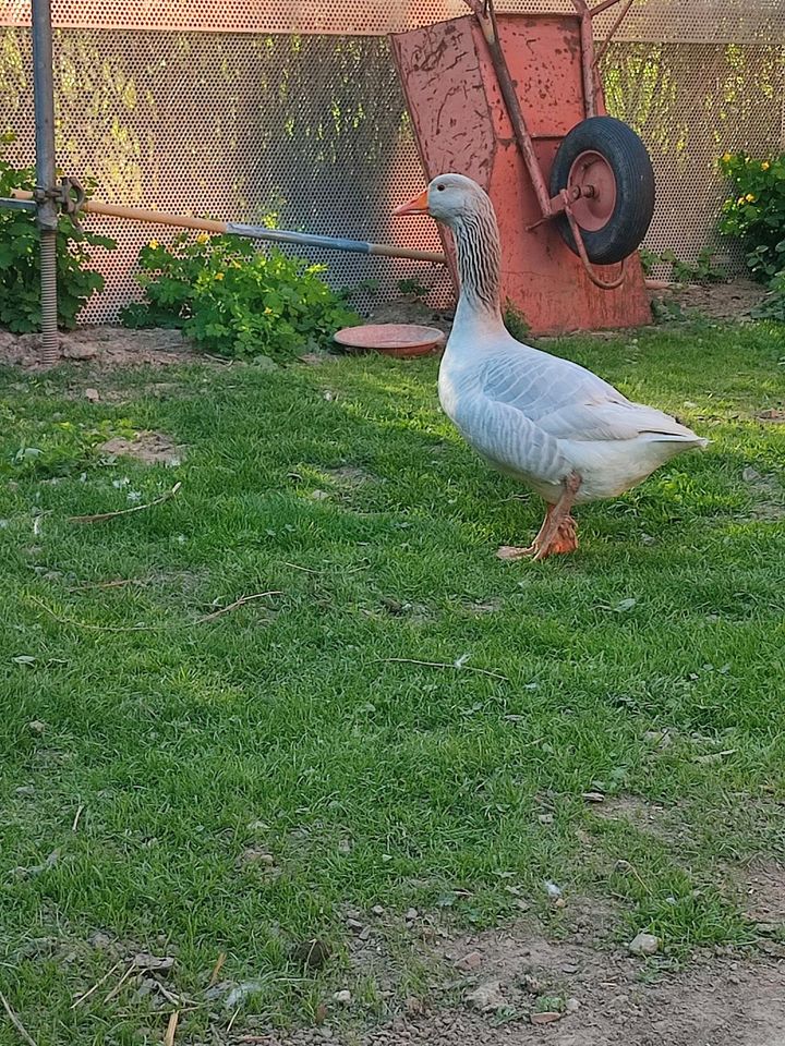 Fränkische Landgans Ganter Gänse in Weißenberg