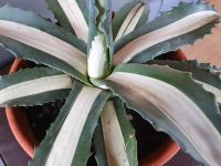 Agave mediopicta alba Bayern - Erbendorf Vorschau