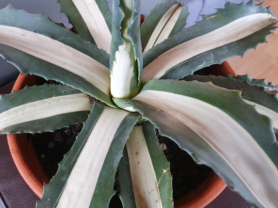 Agave mediopicta alba in Erbendorf