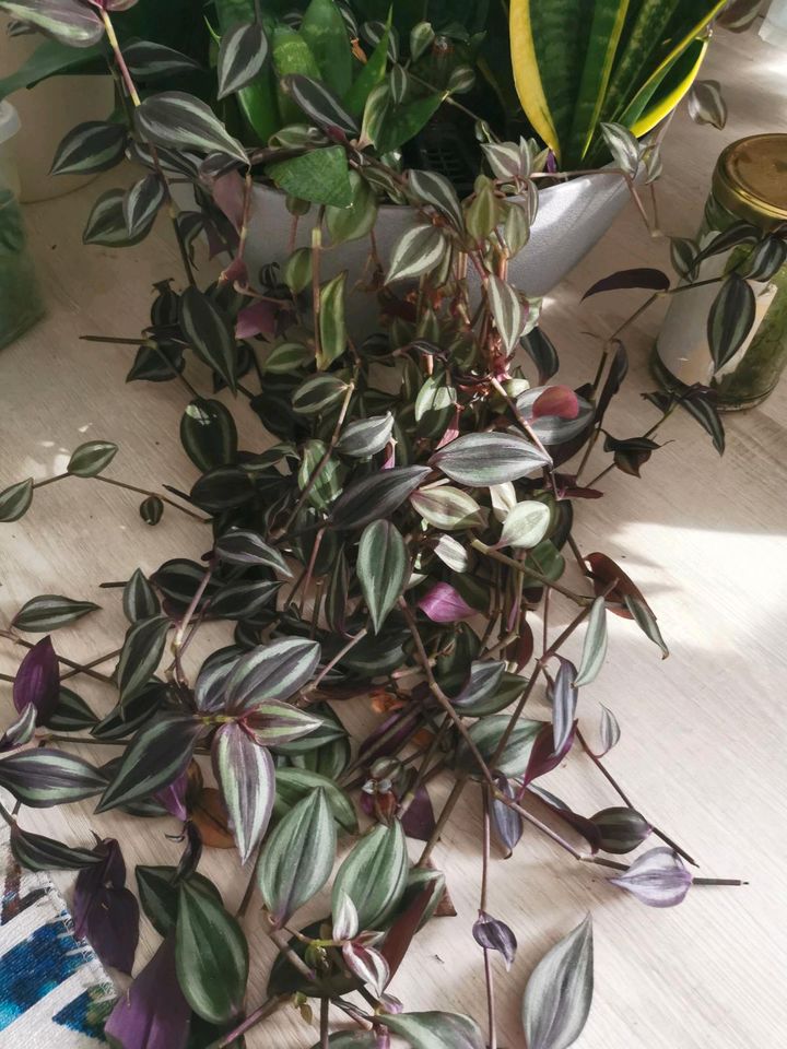 Verschiedene Tradescantia Arten in Kupferzell