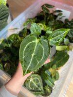 Anthurium Forgetii x Self Seedlings Bayern - Auerbach in der Oberpfalz Vorschau