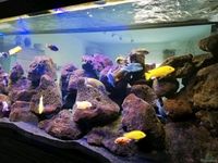 Aquarium Natursteine Lavastein rot Mix Größe M bis XL Hamburg-Mitte - Hamburg Wilhelmsburg Vorschau