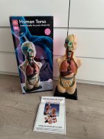 Torso human  Wehrfritz 50cm Neu Frankfurt am Main - Gallusviertel Vorschau