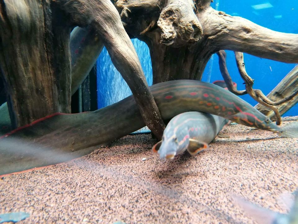 Feuerstachelaal(Mastacembelus erythrotaenia)XL und XXL in Schwarzenbruck