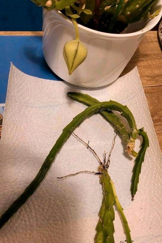 Aasblume Stapelia Gettliffei Mutterpflanze / Ableger Sukkulent in Großbottwar