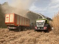 Miscanthus häckseln CLAAS Einstreu Mulch Pferde Hase Baden-Württemberg - Schöntal Vorschau