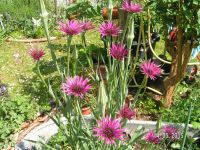 Haferwurzel - Tragopogon porrifolius - seltenes Gemüse - 20 Samen Rheinland-Pfalz - Worms Vorschau