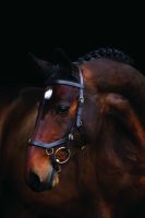 Horseware Micklem Multi Bridle Pony UVP 186,95 - unser Preis 119.- als Kappzaum oder Trense zu nutzen, reiten, longieren, führen, schwarz Pony, Ledertrense anatomisch, super Paßform,gebisslose Zäumung Nordrhein-Westfalen - Kempen Vorschau