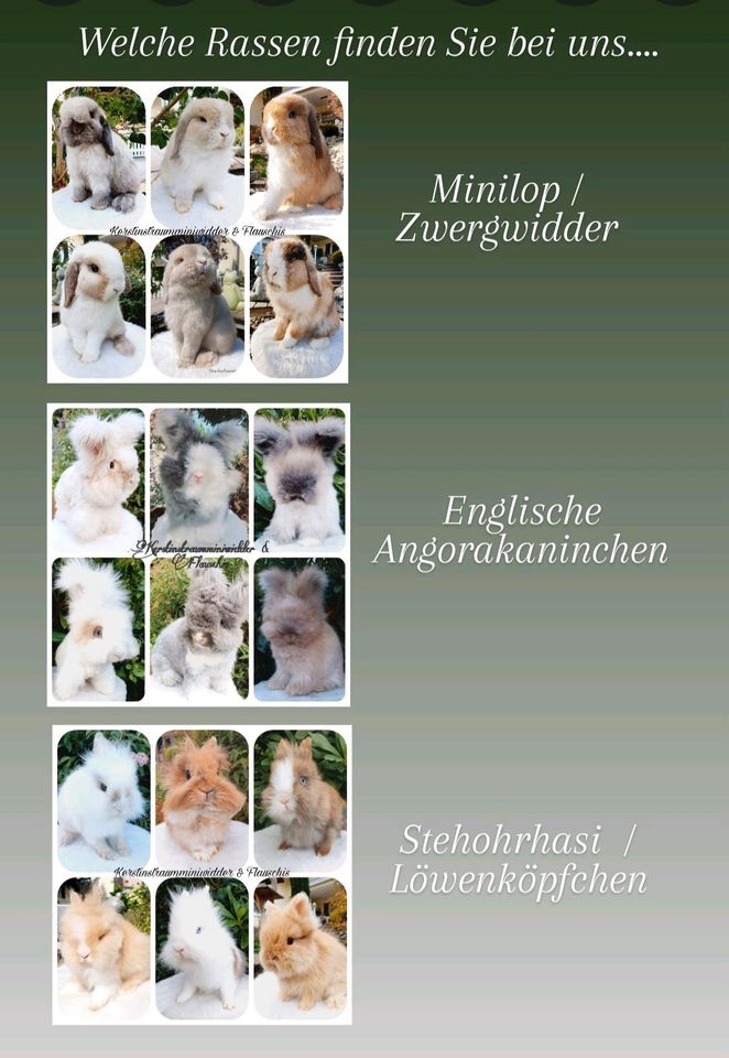 Englisch English Angorakaninchen Hase Minilop Teddy Löwenköpf in Neustadt