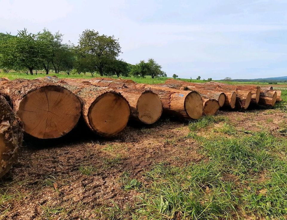 Schnittholz Eiche Stammholz Eicheholz in Meiningen